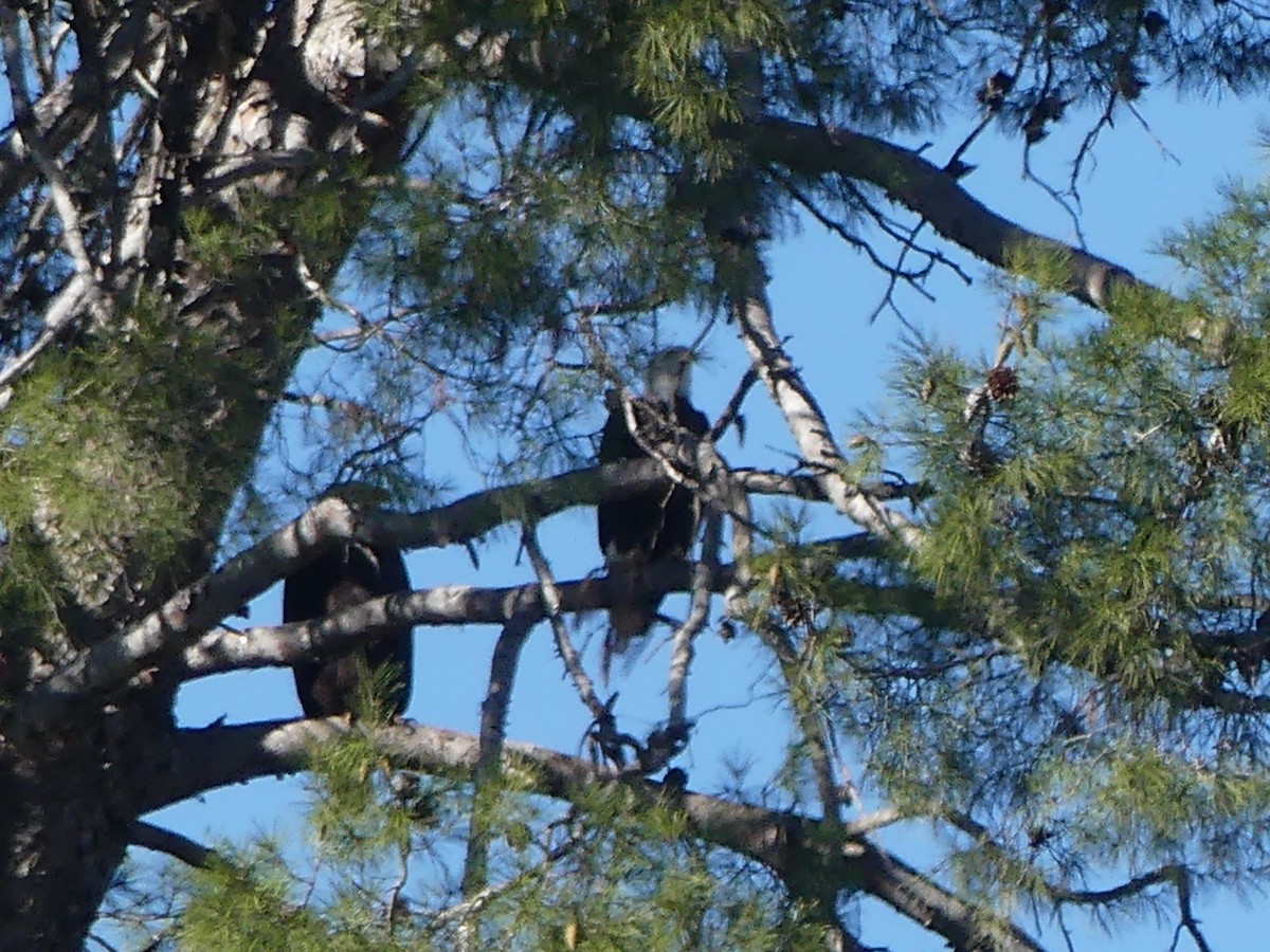Bald Eagle - ML646485295