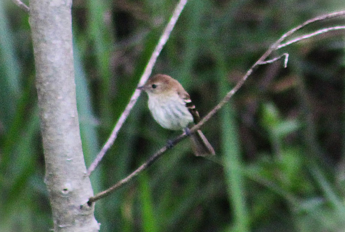 フタスジハエトリ - ML646485296