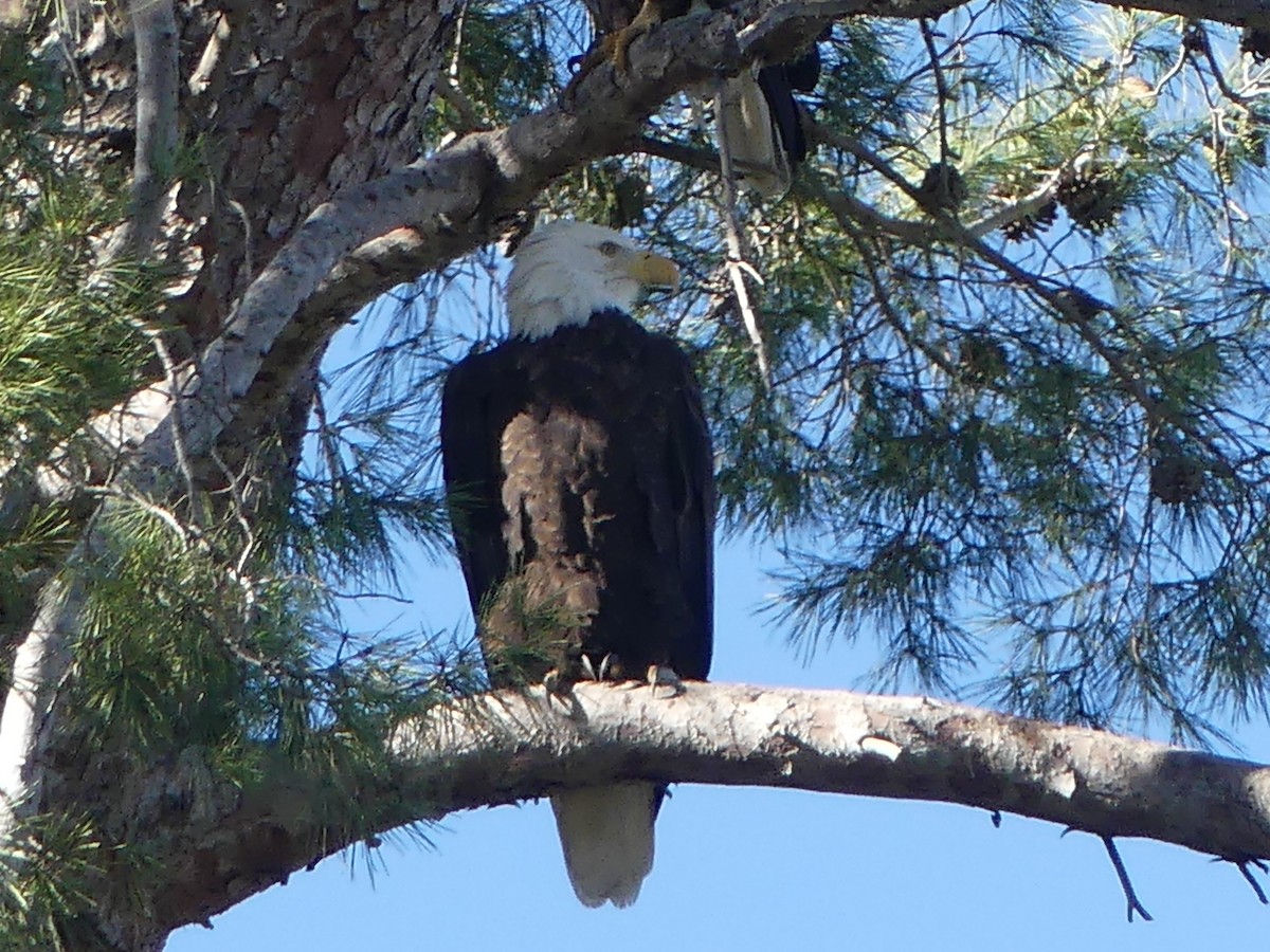 Bald Eagle - ML646485297