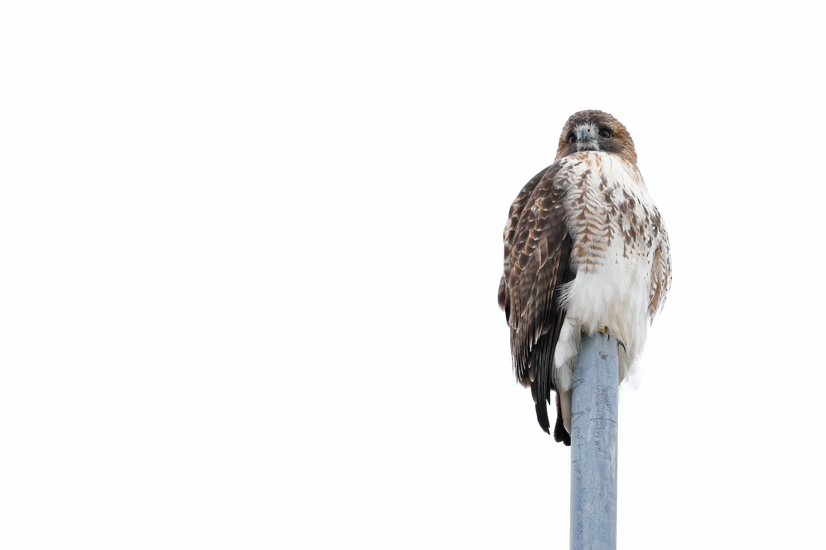 Red-tailed Hawk (borealis) - ML646485302