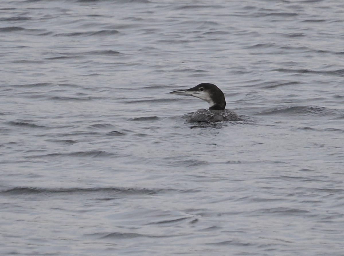 Common Loon - ML646485303