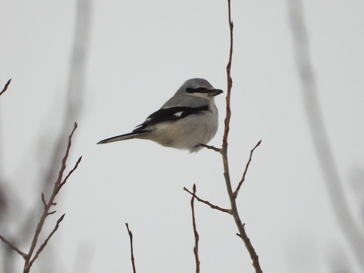 ťuhýk severní - ML646485304