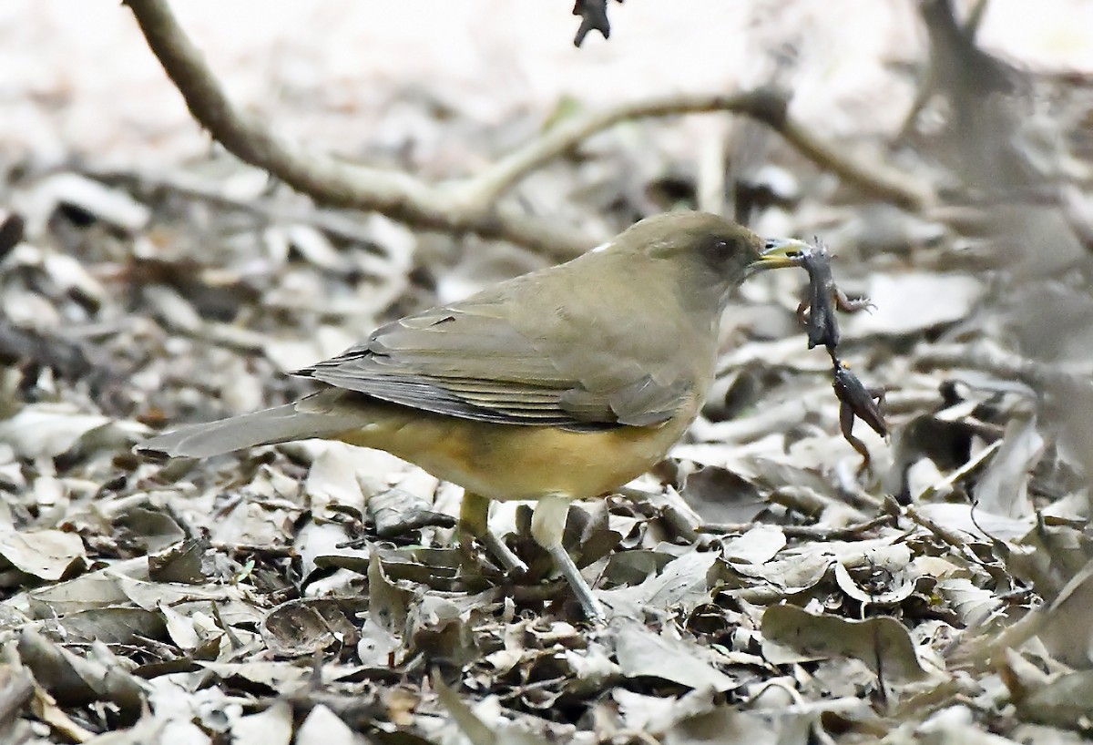 Merle fauve - ML646485305