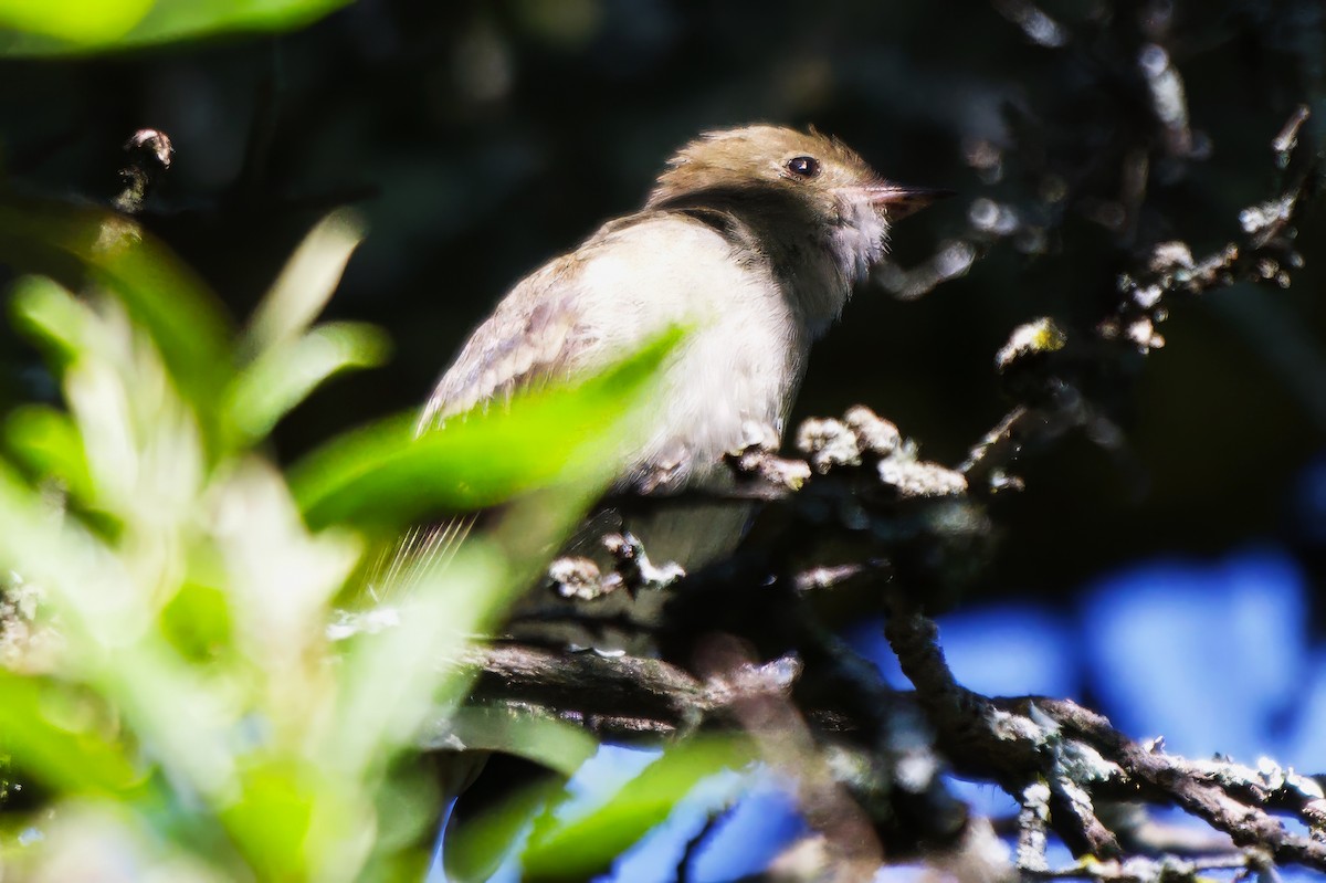 White-crested Elaenia - ML646485306