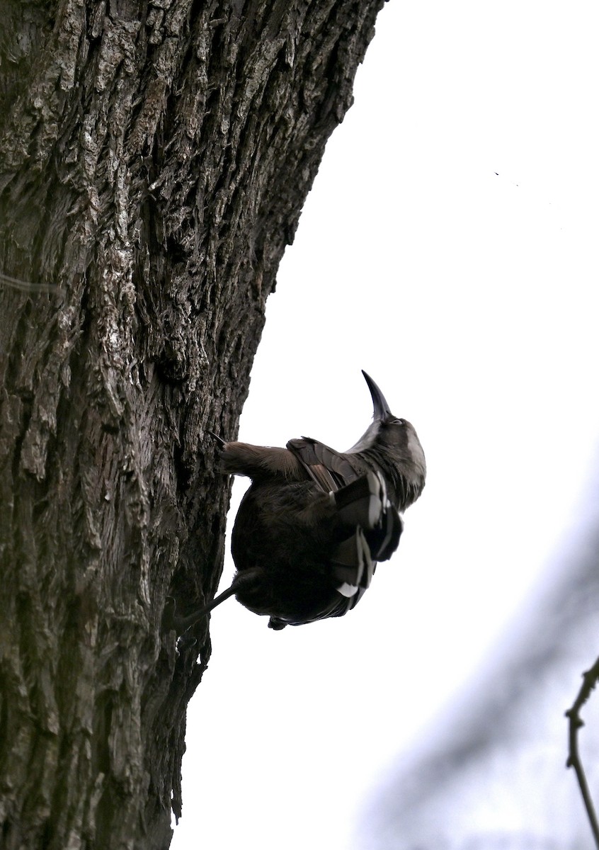 オーストラリアマルハシ - ML646485307