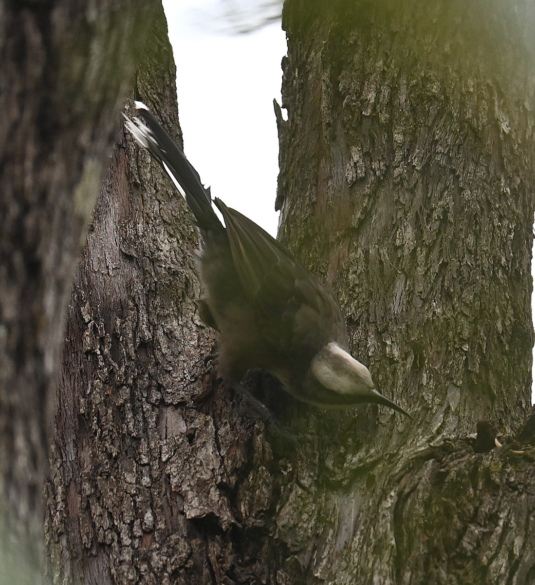 オーストラリアマルハシ - ML646485308