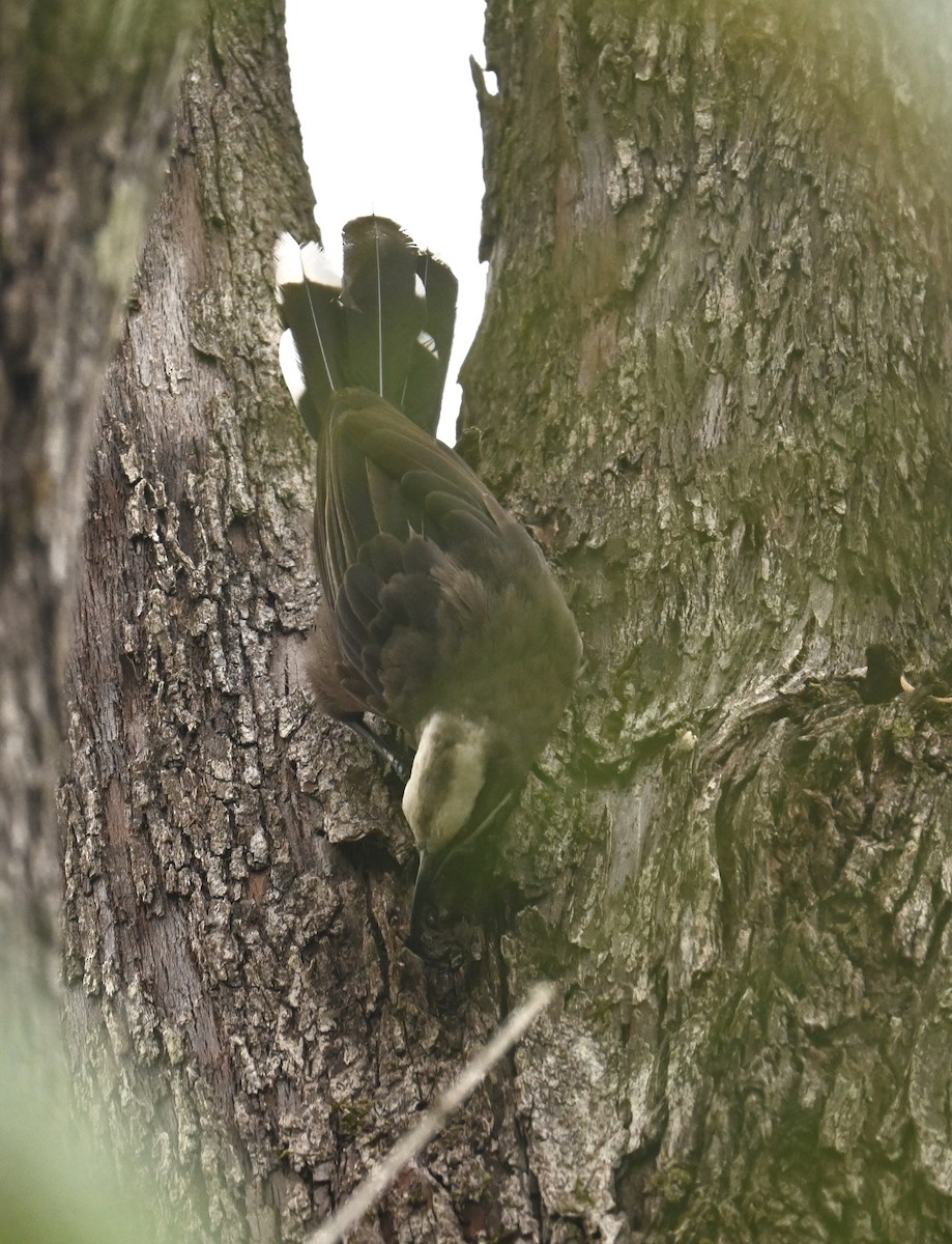 オーストラリアマルハシ - ML646485309