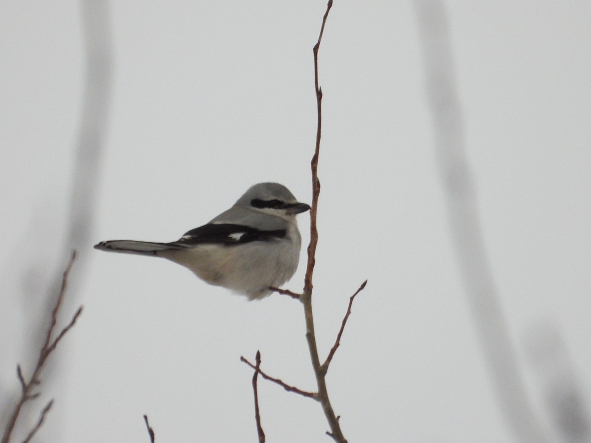 ťuhýk severní - ML646485310