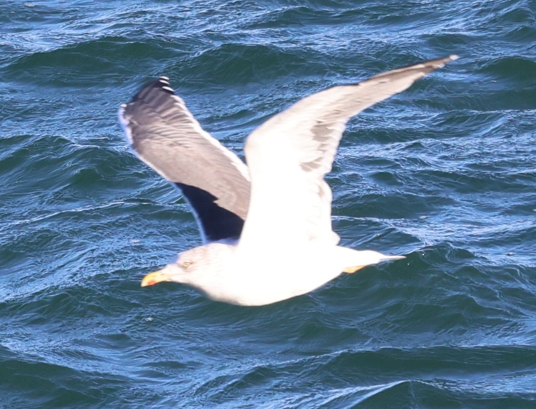 שחף שחור - ML646485311