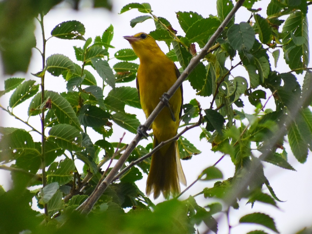 Bahçe Turpiyalı (spurius) - ML646485313