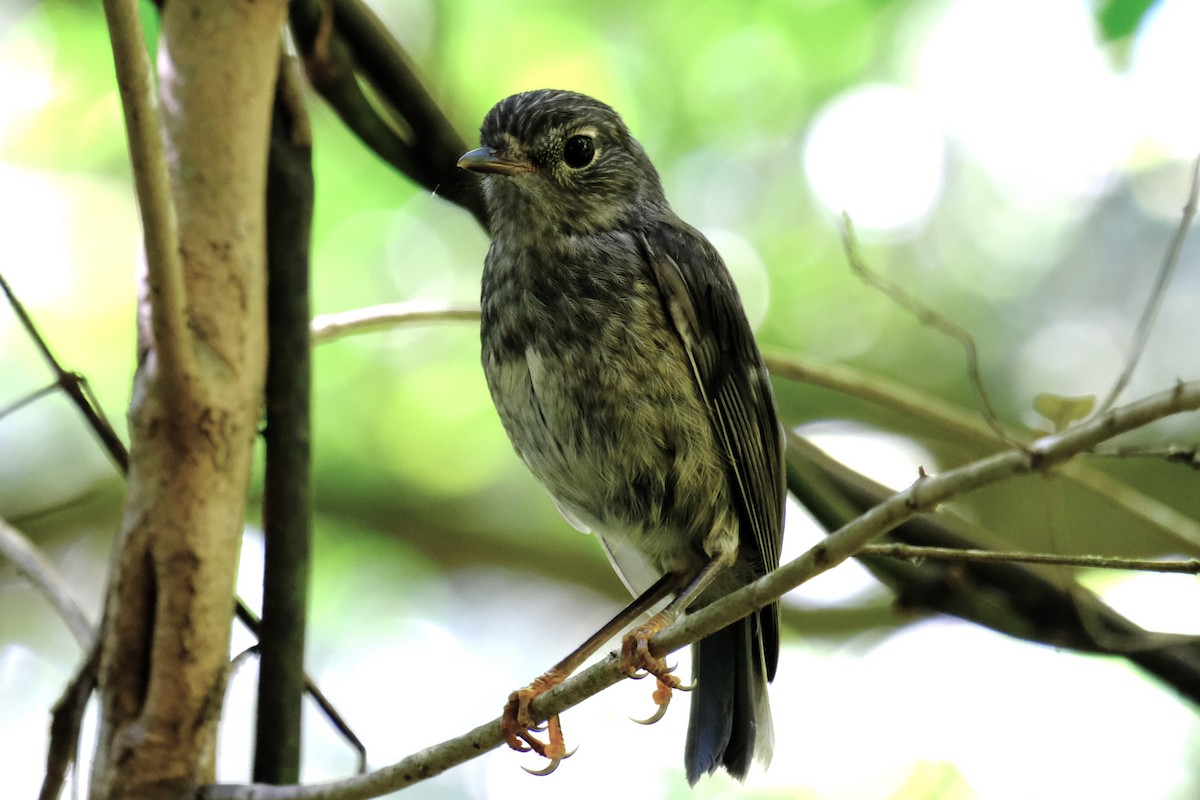 North Island Robin - ML646485314