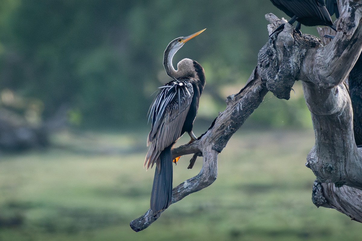 Oriental Darter - ML646485318