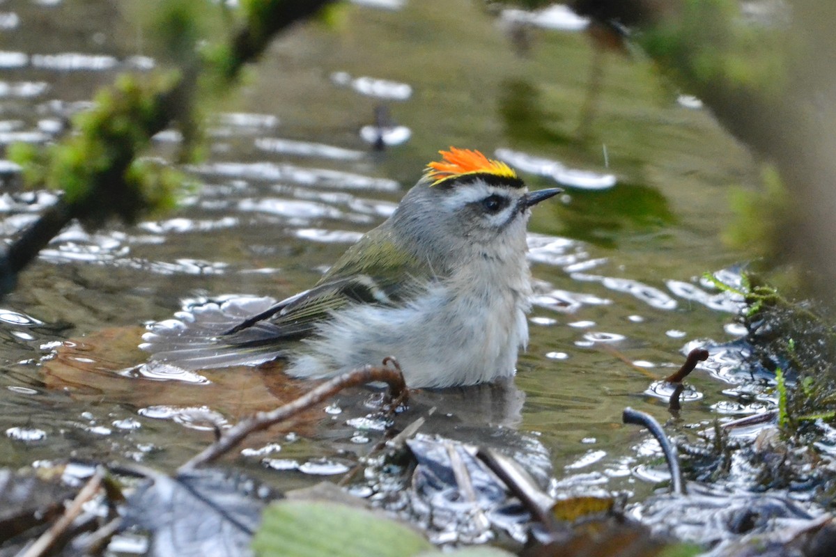 Golden-crowned Kinglet - ML646485319