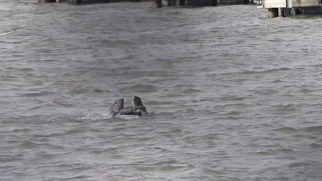 Brown Pelican - ML646485320