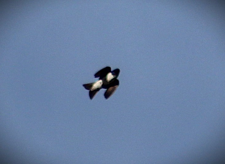 ハイムネムラサキツバメ - ML646485322