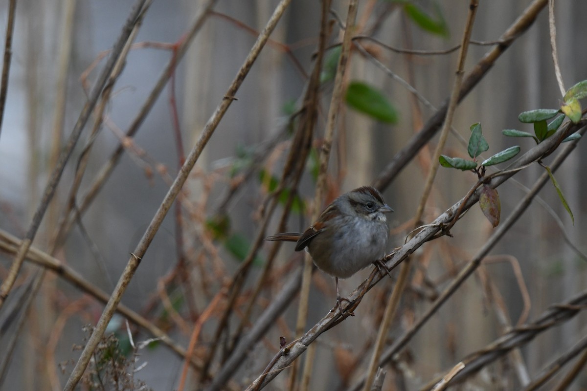 Swamp Sparrow - ML646485323