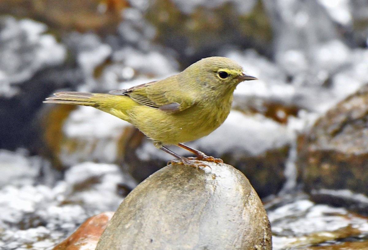 oransjekroneparula - ML646485324