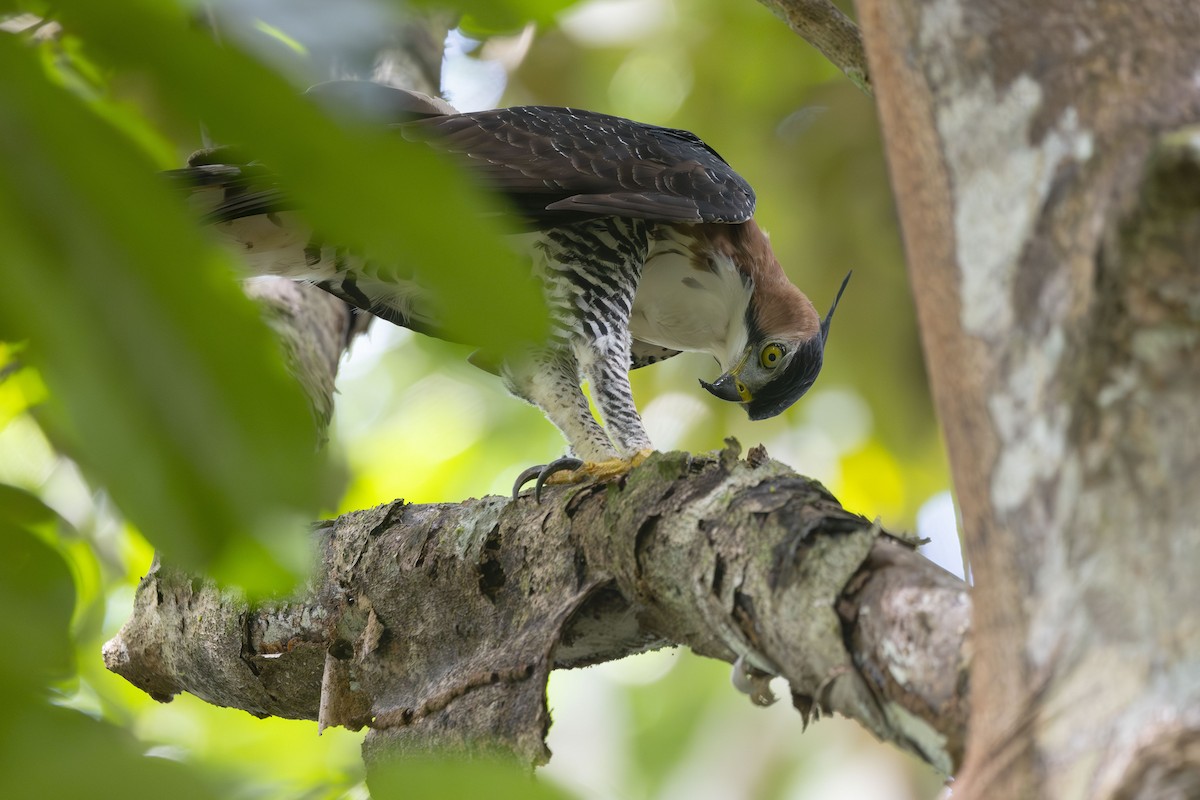 Ornate Hawk-Eagle - ML646485326