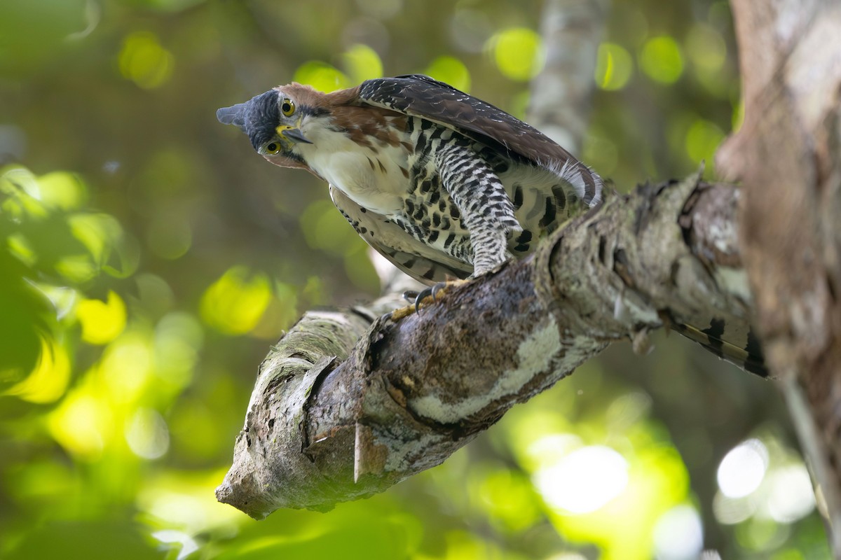 Ornate Hawk-Eagle - ML646485328