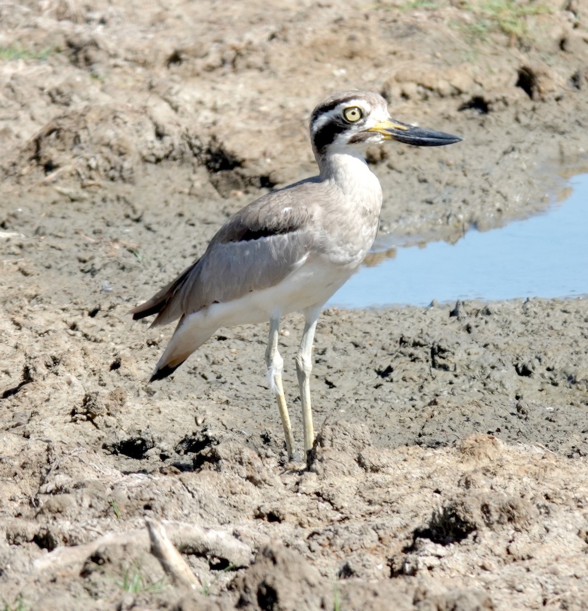 Great Thick-knee - ML646485330