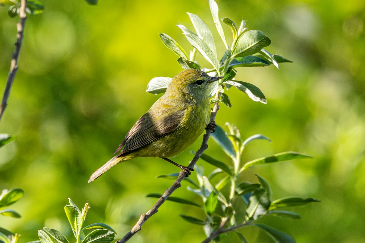 Orange-crowned Warbler - ML646485331