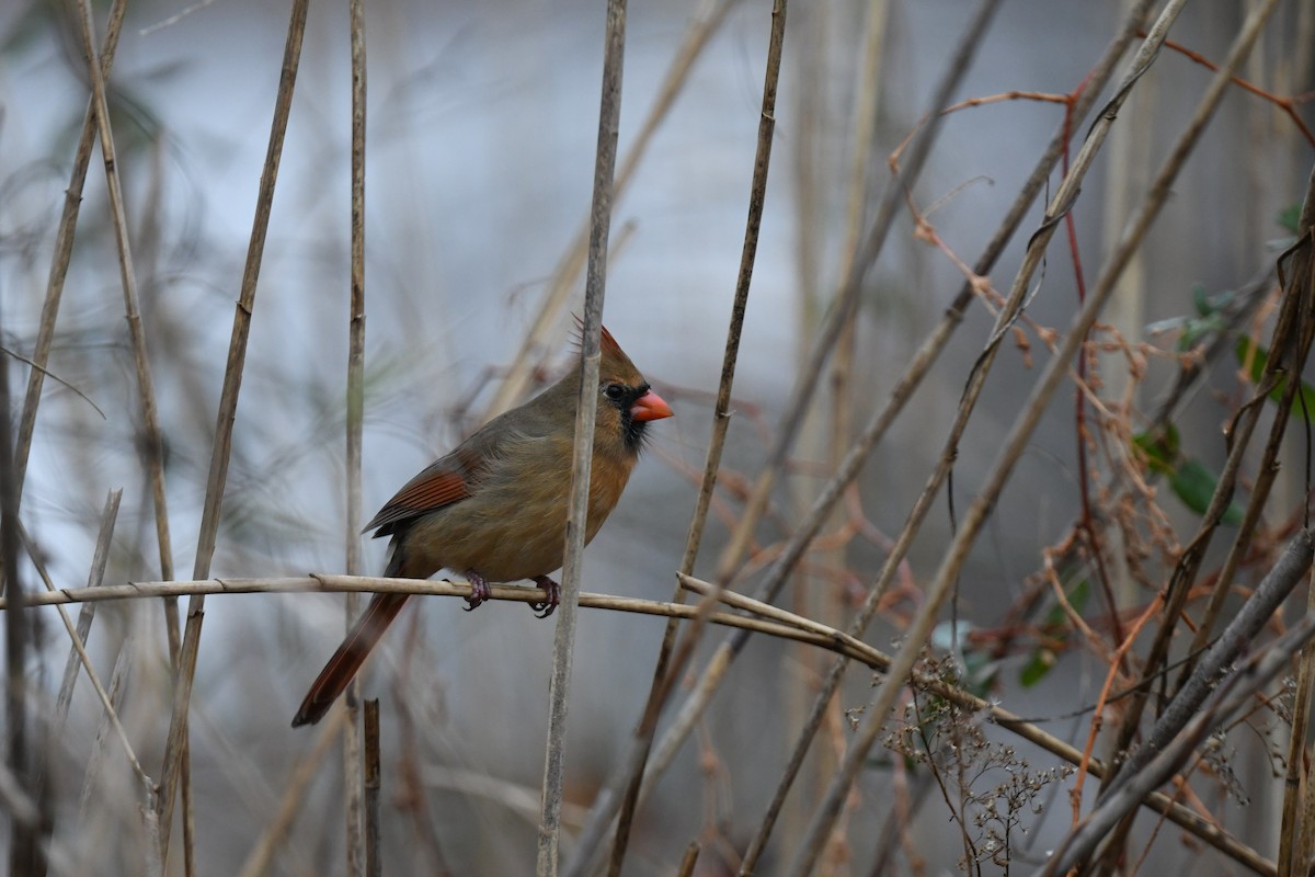 Northern Cardinal - ML646485332