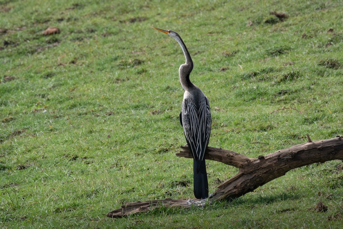 Oriental Darter - ML646485333