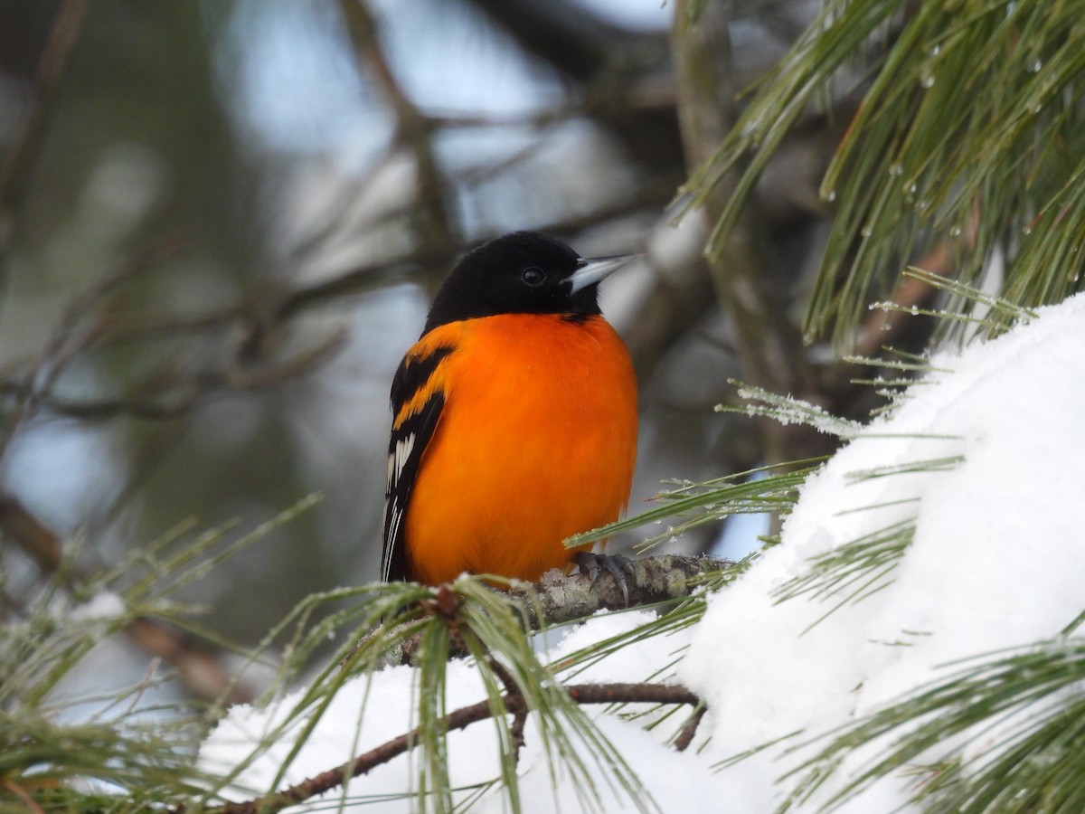 Трупіал балтиморський - ML646485335