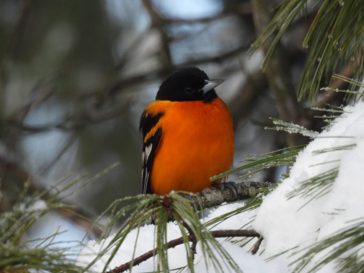 Трупіал балтиморський - ML646485336