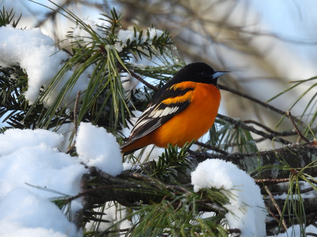 Трупіал балтиморський - ML646485338