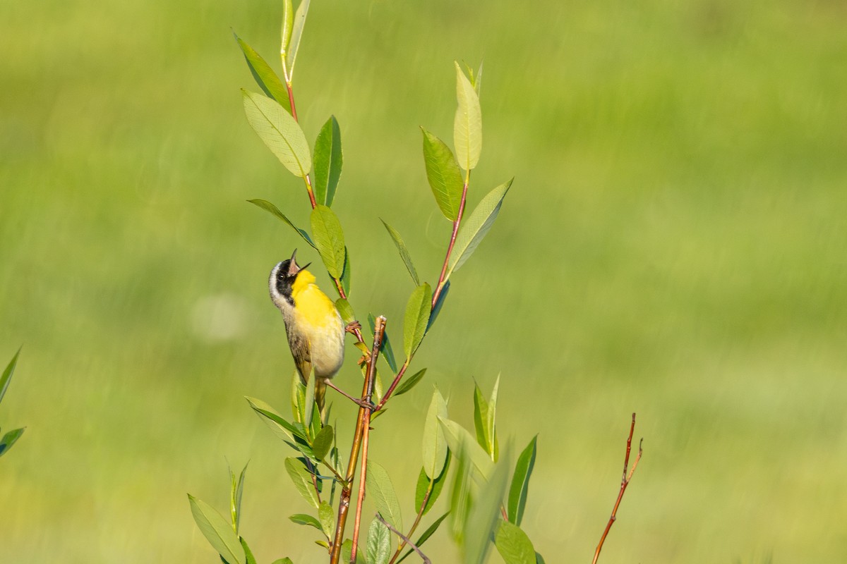 Common Yellowthroat - ML646485339