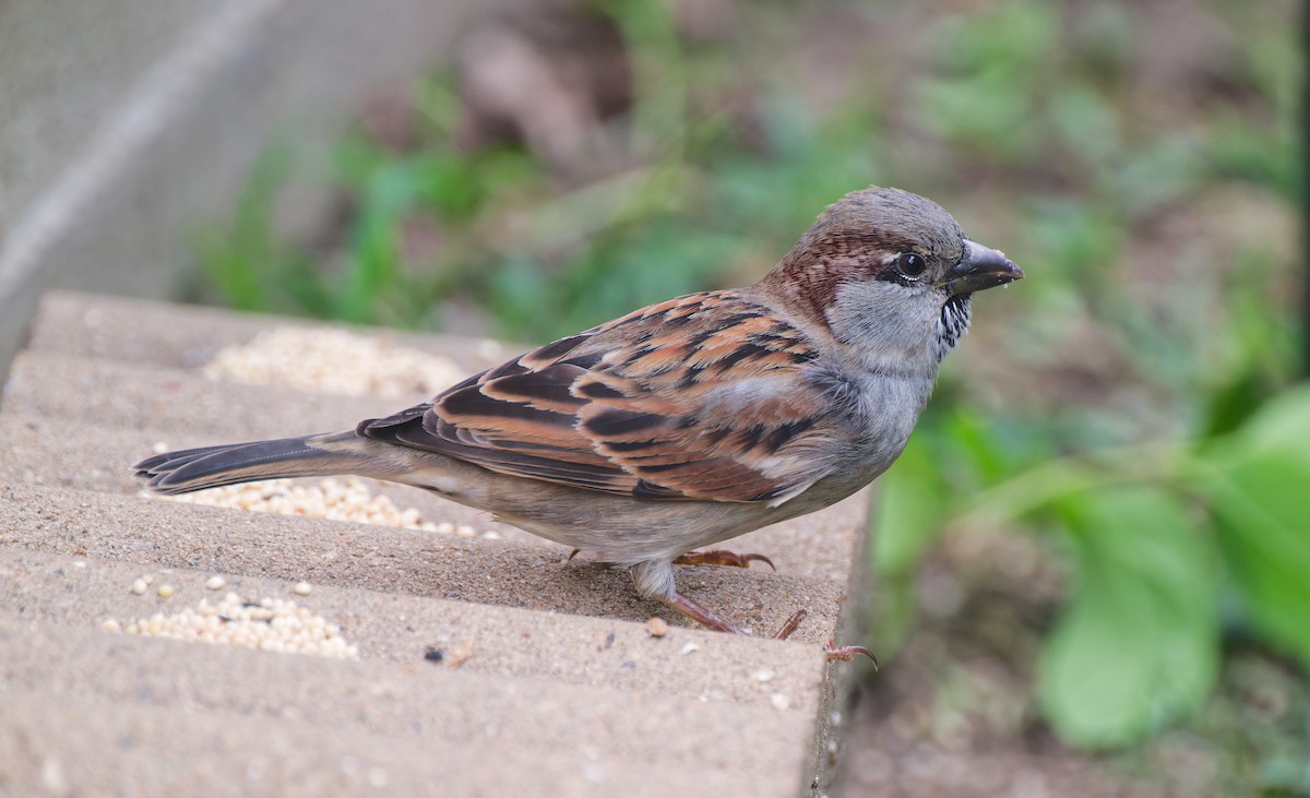 House Sparrow - ML646485341