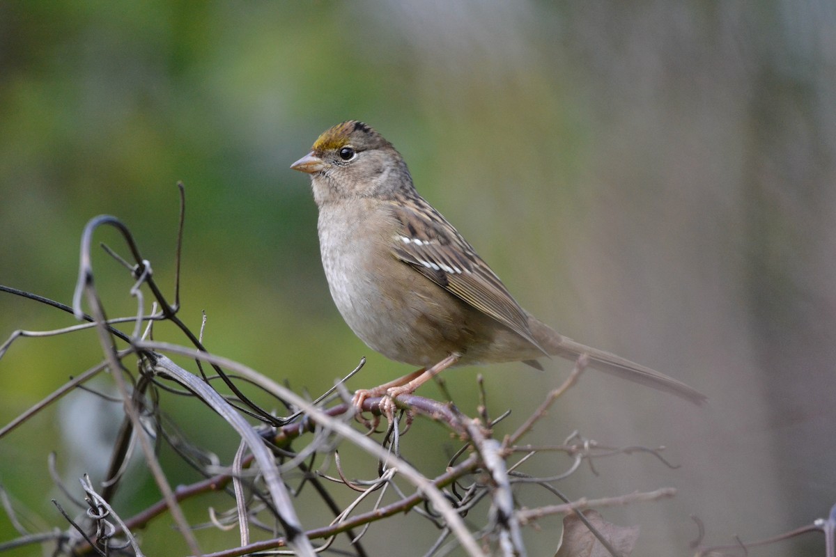 Golden-crowned Sparrow - ML646485344