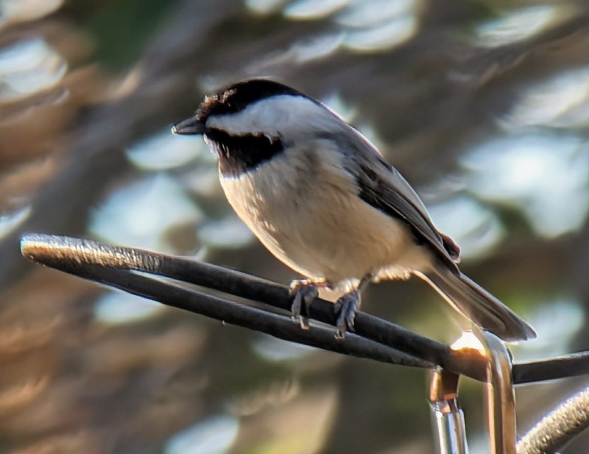 Carolina Chickadee - ML646485346