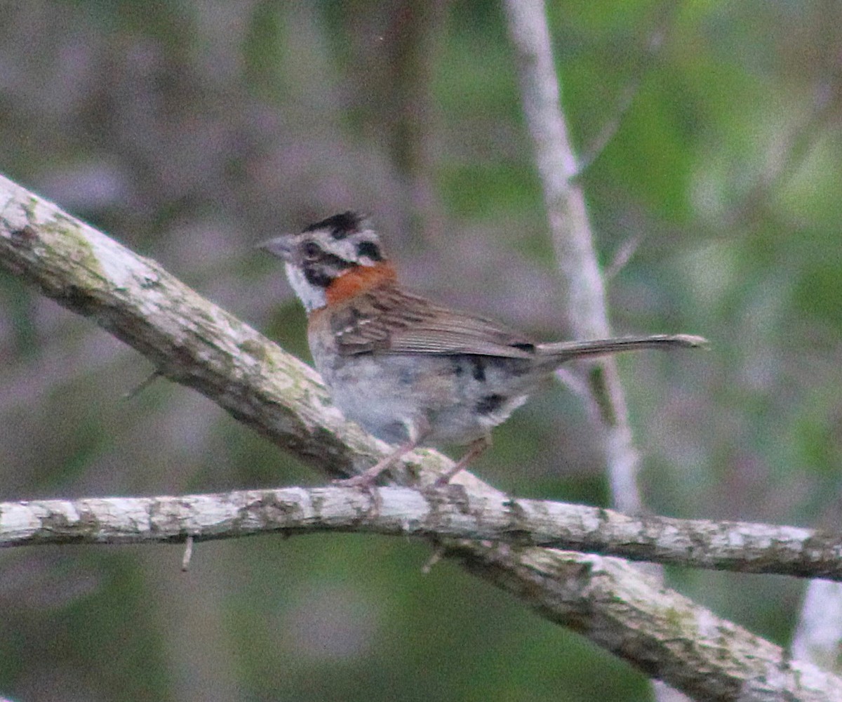 アカエリシトド - ML646485349