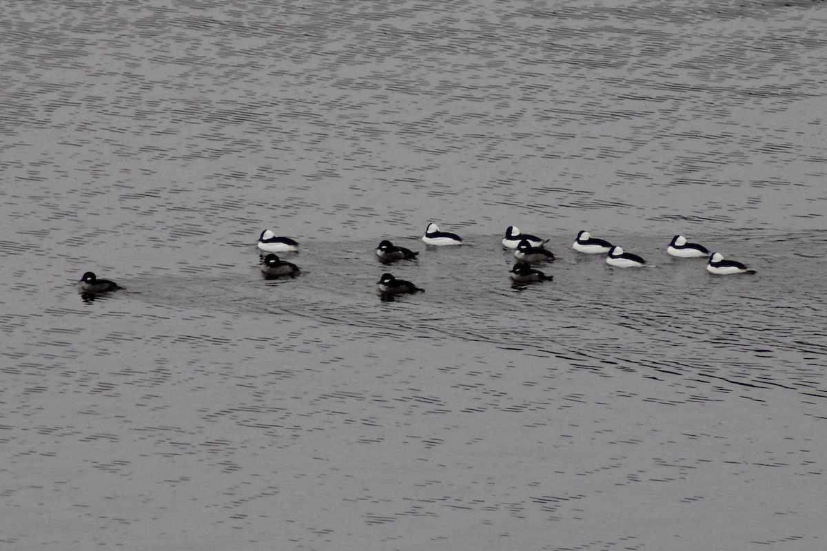 Bufflehead - ML646485351