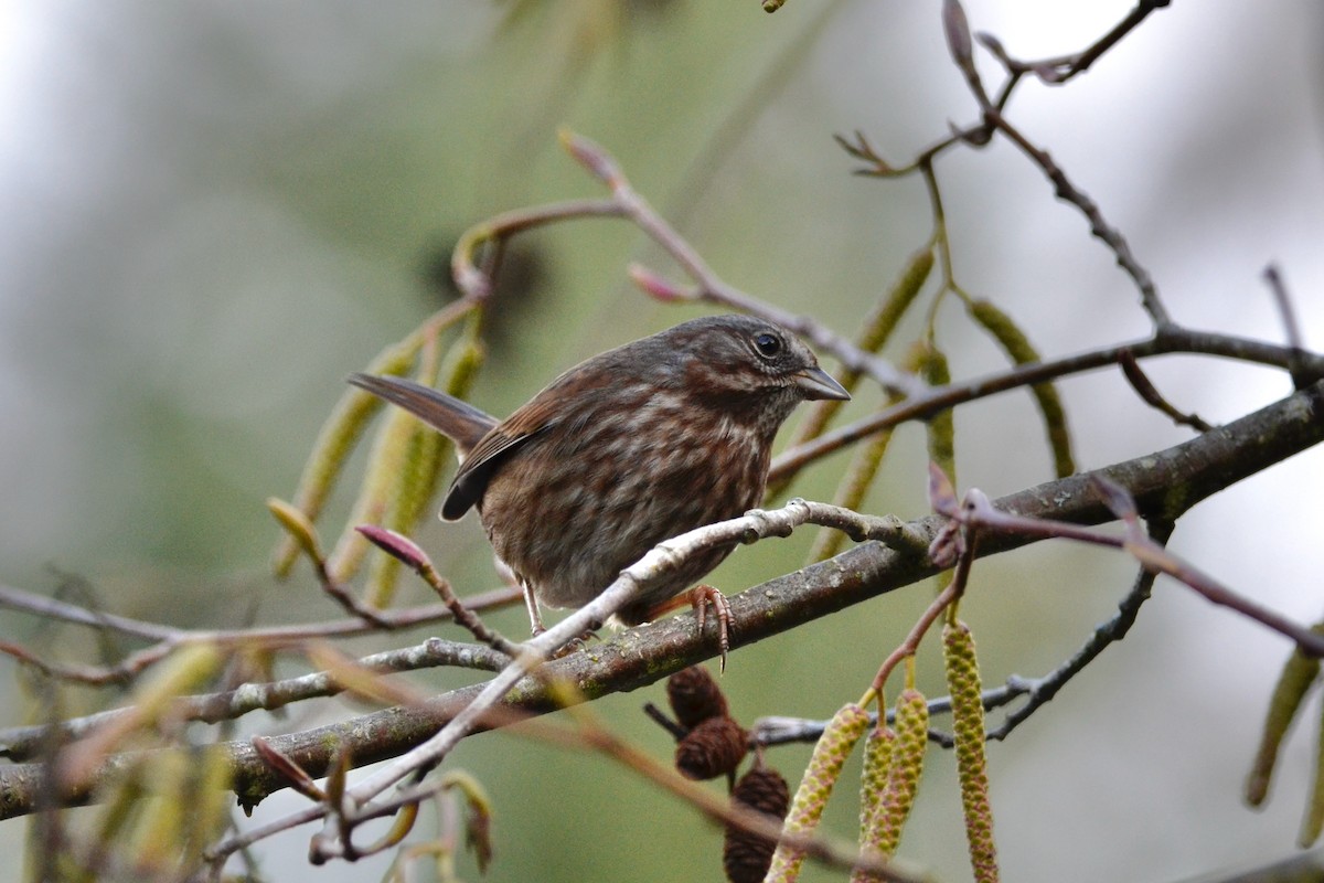 Song Sparrow - ML646485354