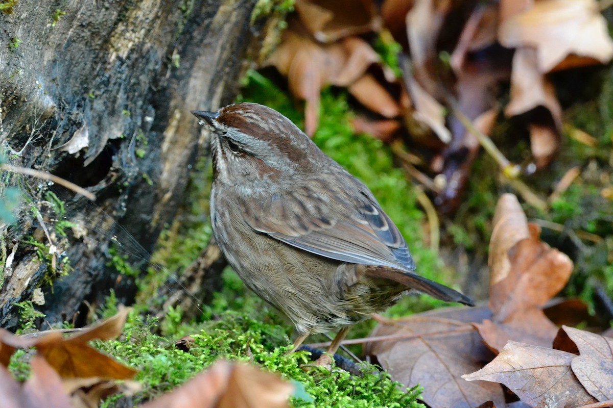 Song Sparrow - ML646485355