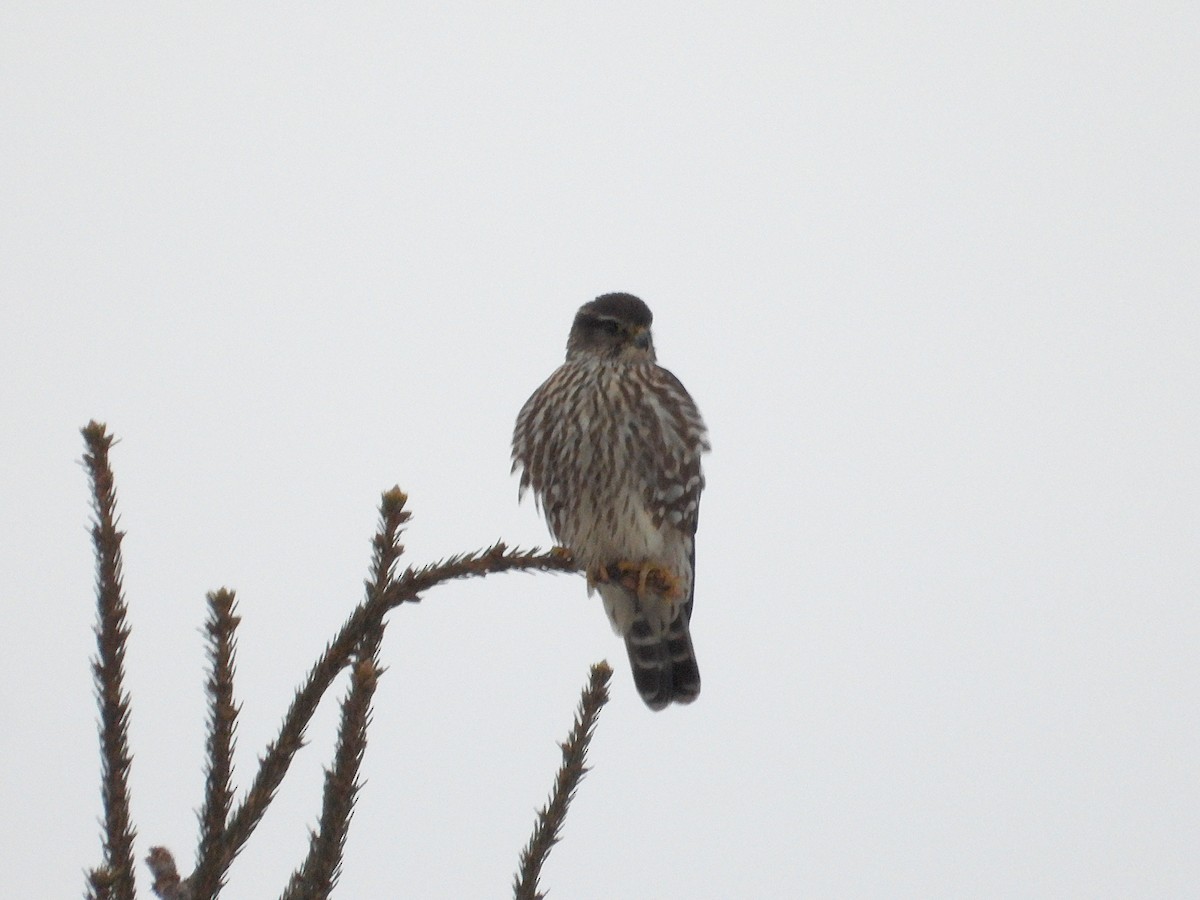 dřemlík tundrový - ML646485356