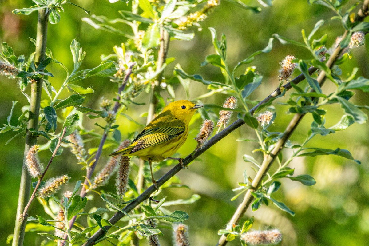 Northern Yellow Warbler - ML646485358