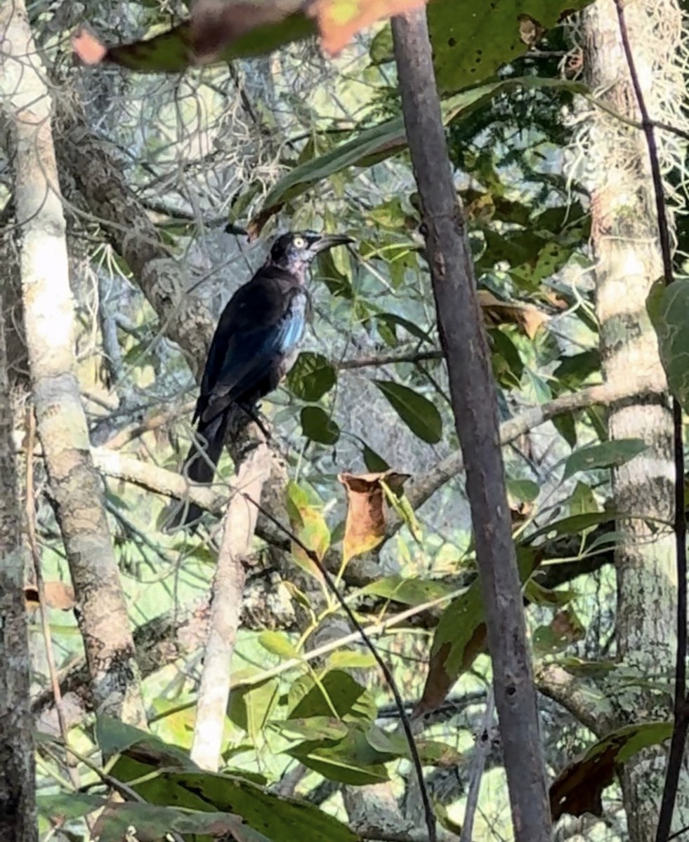 Zanate Común - ML646485364