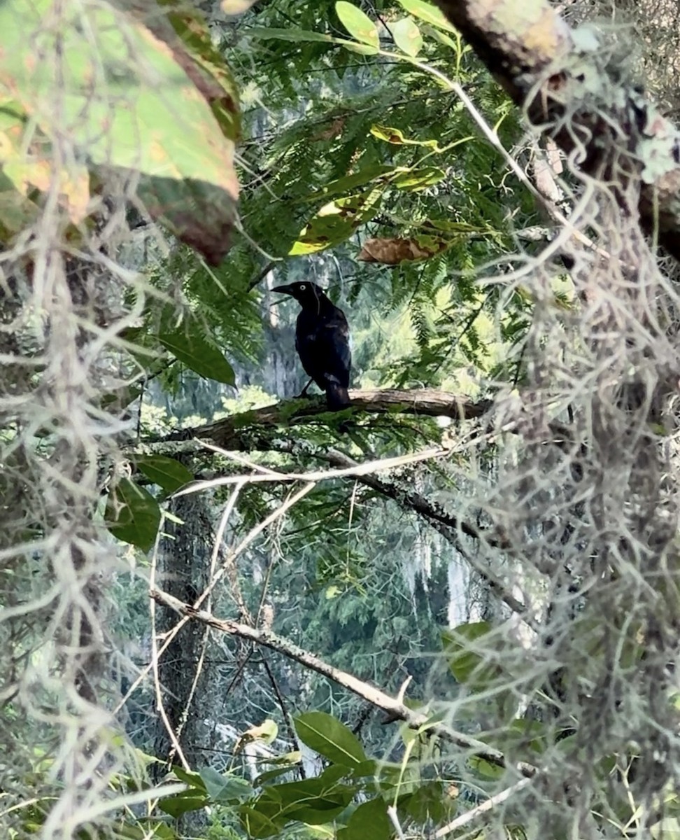 Zanate Común - ML646485365