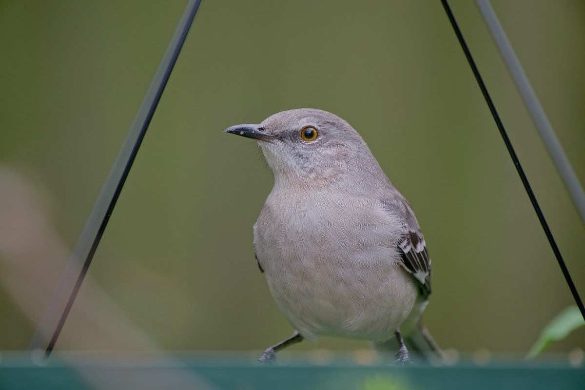 Northern Mockingbird - ML646485368