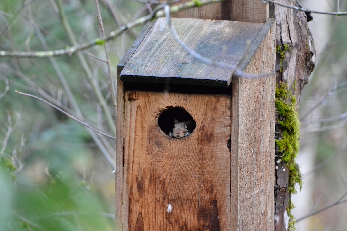 Scoiattolo grigio - ML646485370