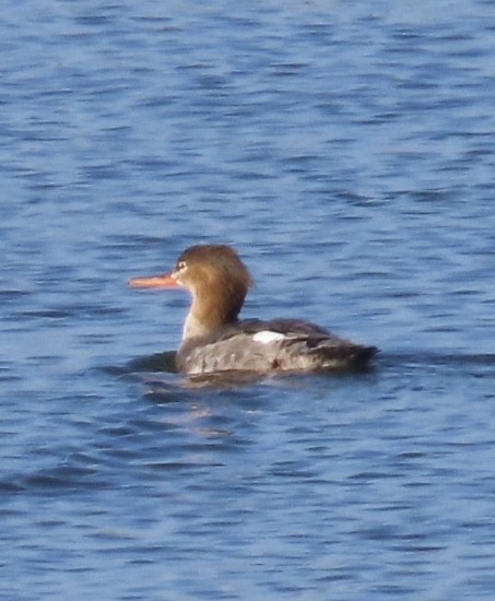 Tarakdiş - ML646485371