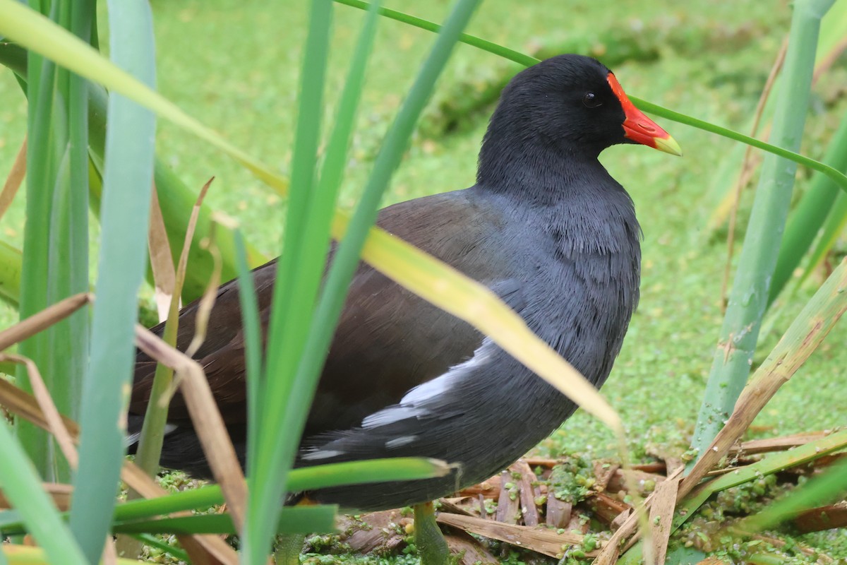 アメリカバン - ML646485373