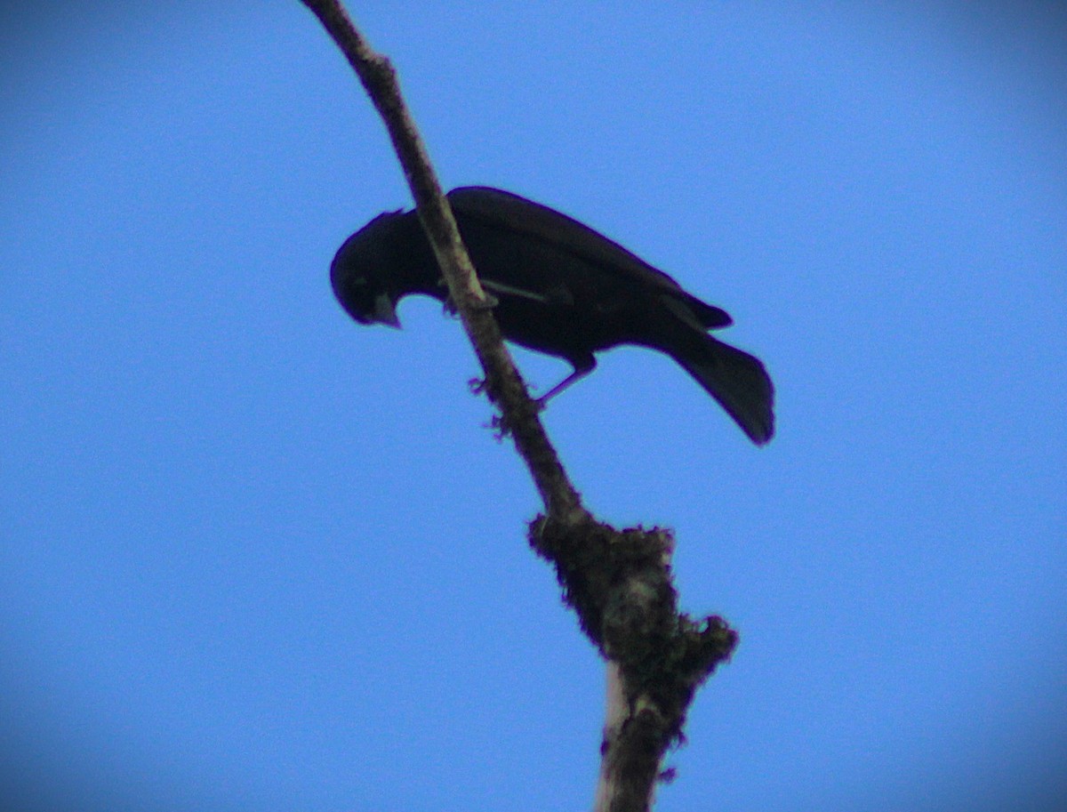 テリバネコウウチョウ - ML646485374