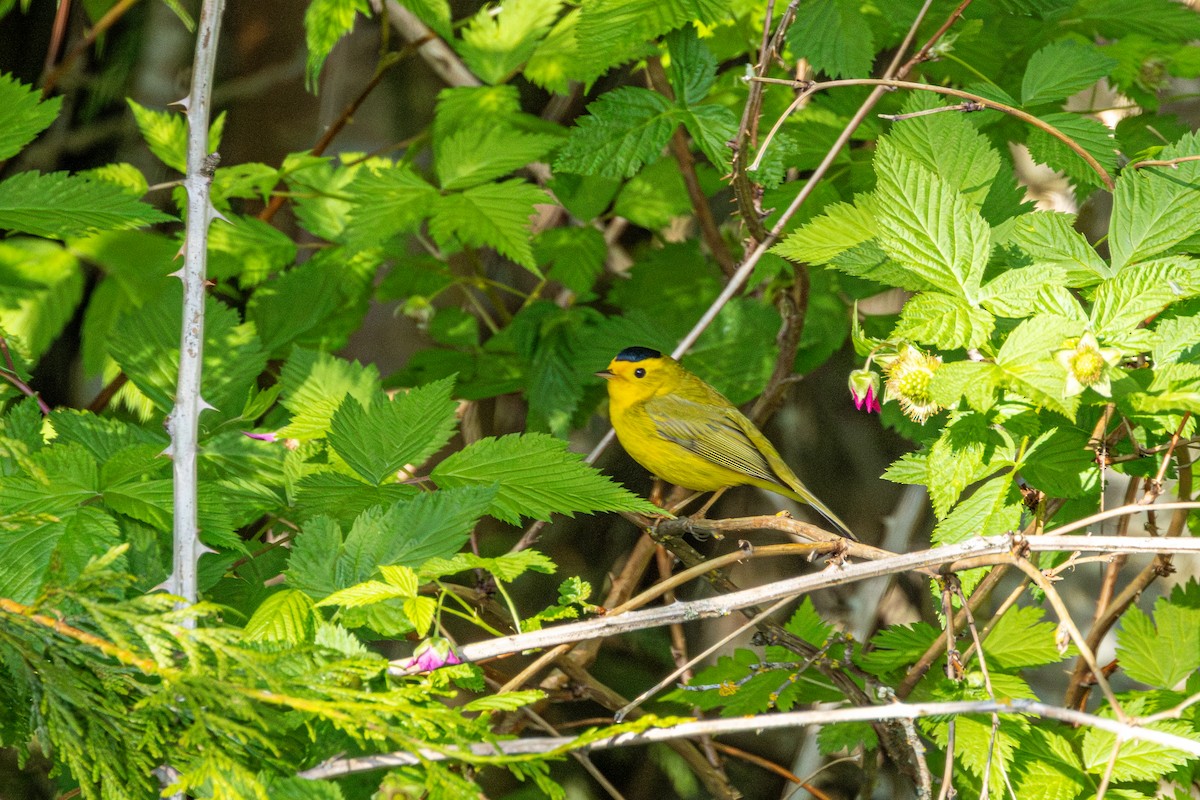Wilson's Warbler - ML646485375