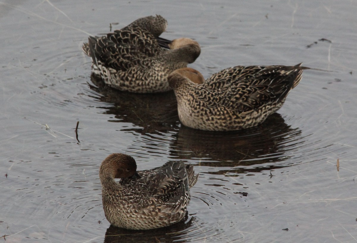 Northern Pintail - ML646485376