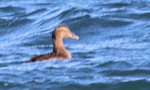 אדרית שחורת-כיפה - ML646485382